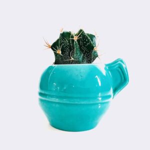 Store cactus5 free img